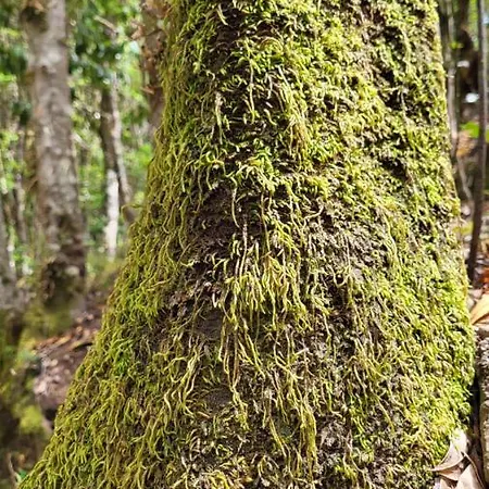 Séjour à la campagne Casa Tio Manuel