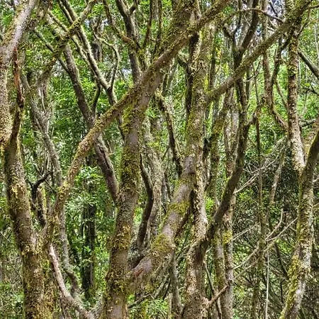 Séjour à la campagne Casa Tio Manuel *