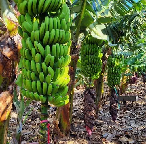 Casa Tio Manuel Landhuis